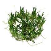 081 TC Cactus Turf Littorella uniflora